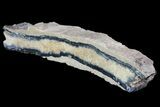 Mammoth Molar Slice With Case - South Carolina #67751-3
